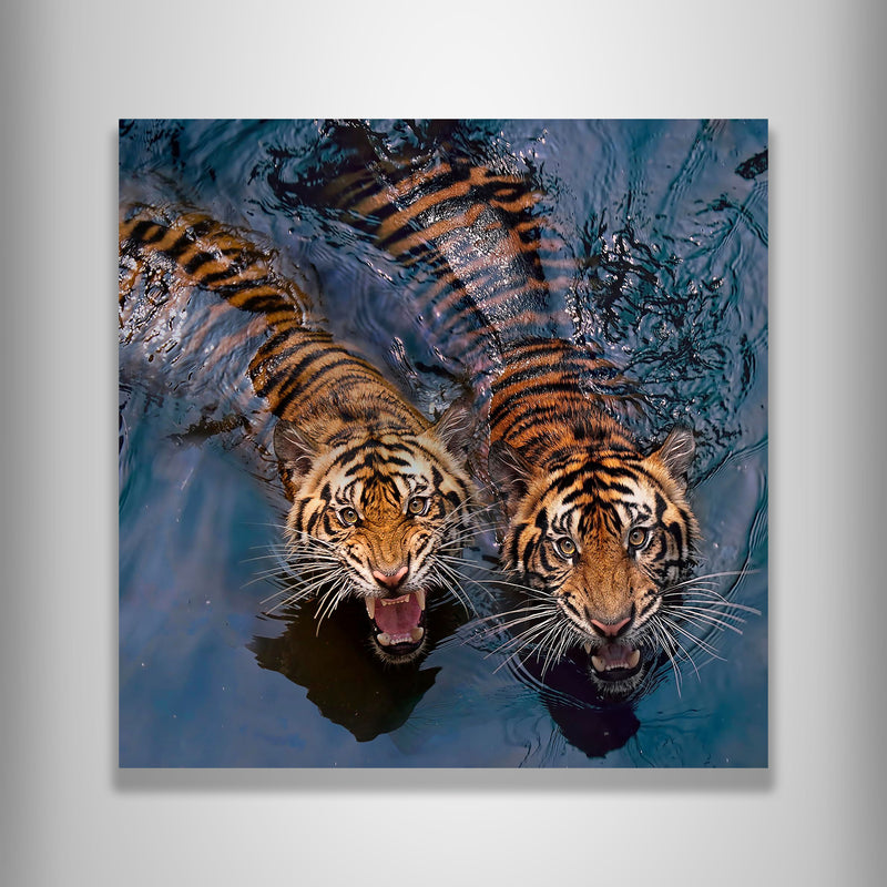 Swimming Tigers