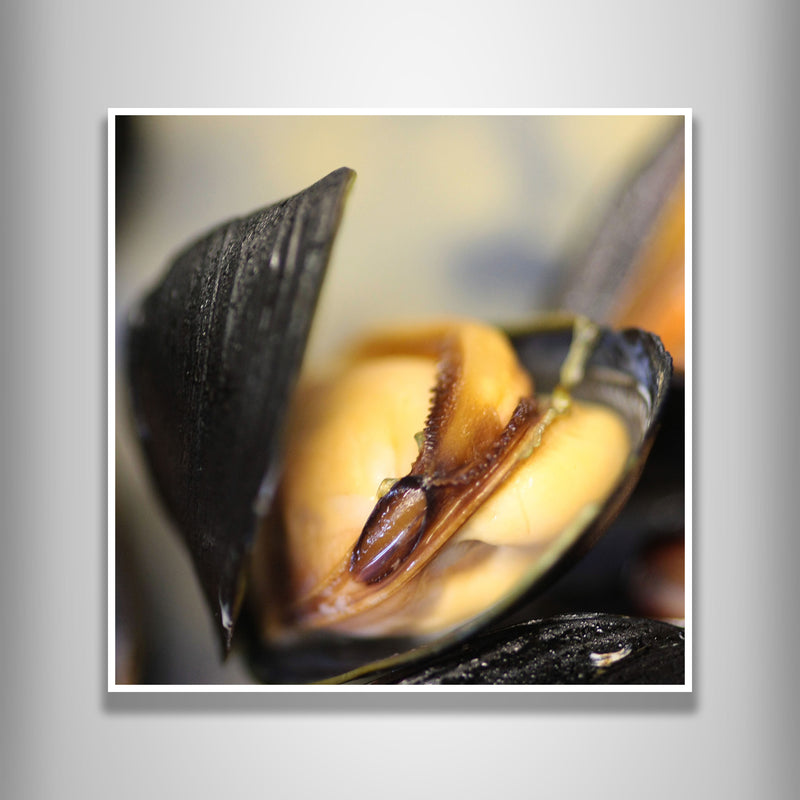Open Mussel