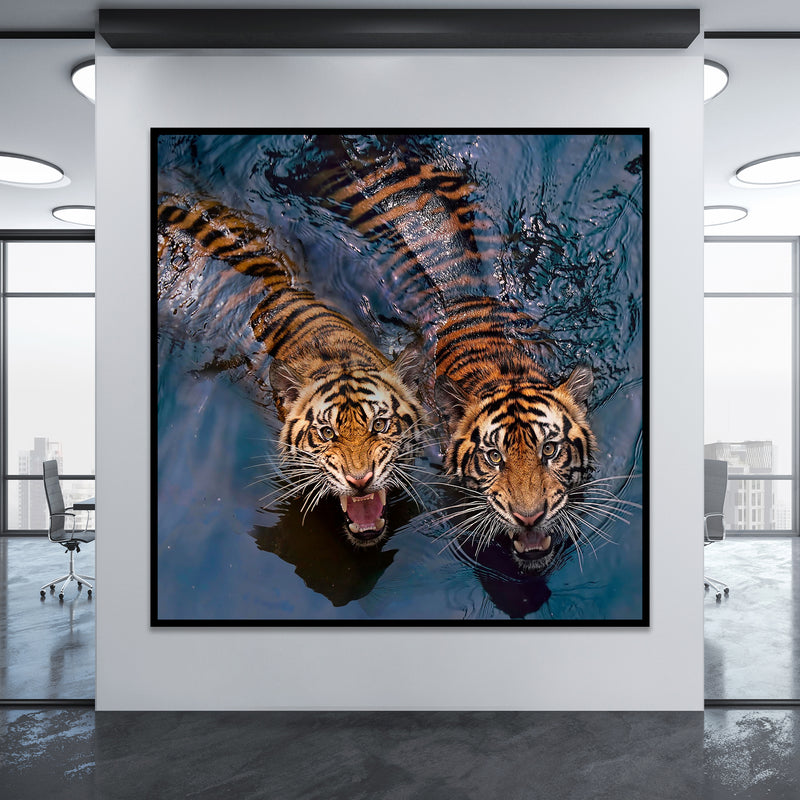Swimming Tigers